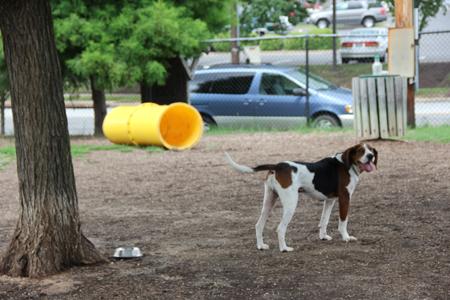 Happy dog looking over shoulder