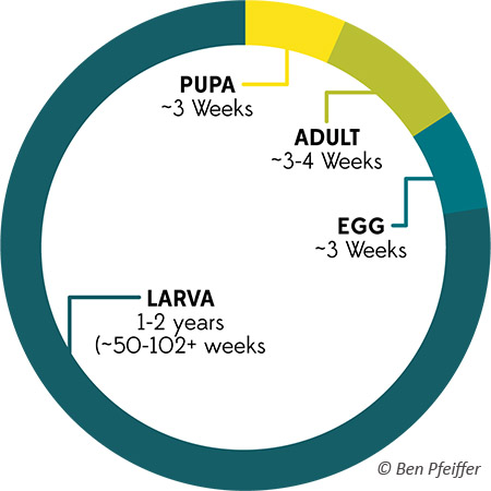 firefly-life-cycle