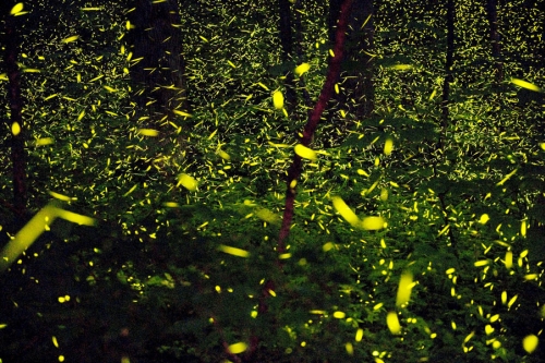 great-smoky-mountains-lightning-bugs