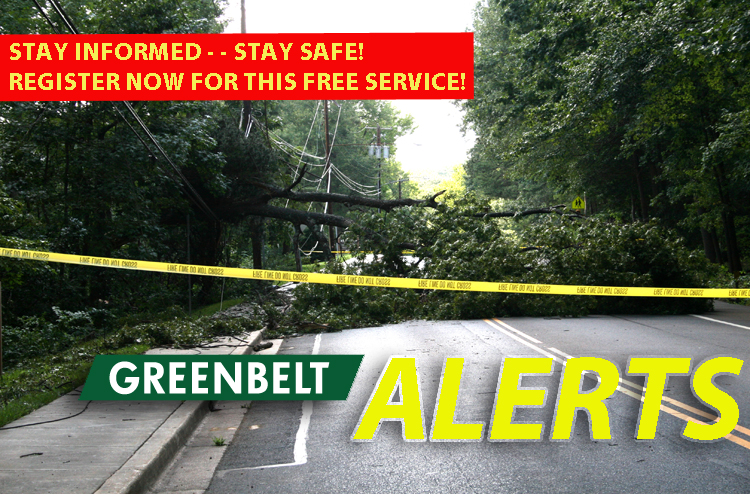 Downed tree blocking road