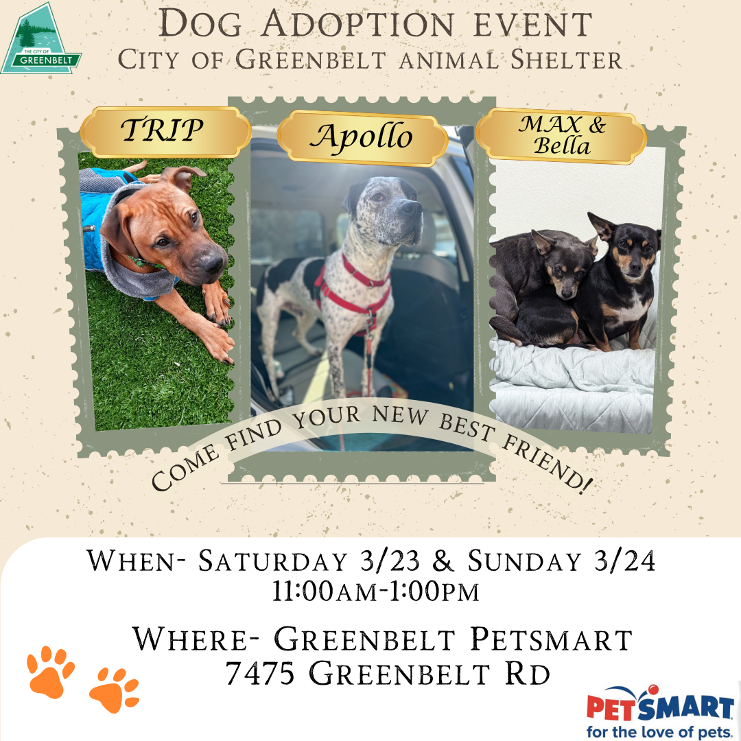 Petsmart dog adoption event (2)